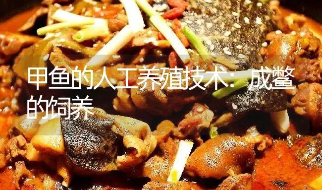 甲鱼的人工养殖技术：成鳖的饲养 | 淡水养殖