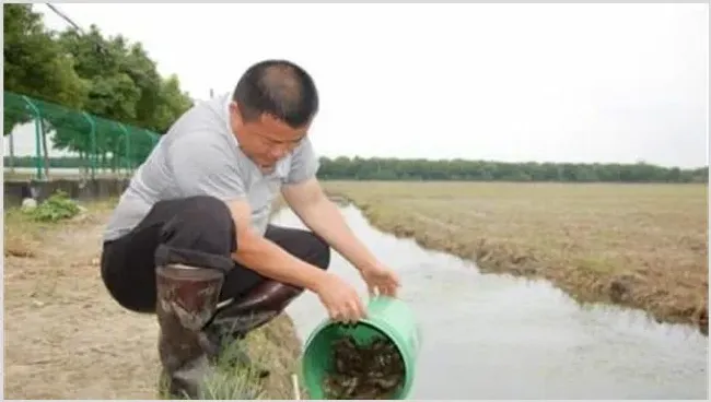 养殖小龙虾难在哪里？怎么养好小龙虾 | 动物养殖技术