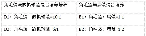 对虾育苗中饵料微藻——牟氏角毛藻、微拟球藻、青岛大扁藻混合培养攻略