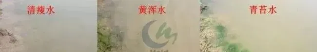 开春鲫鱼怎么养 | 盐城海大技术方案，助您赢在起跑线上