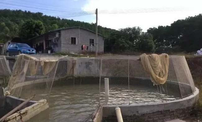 桂花鱼饵料鱼的养殖思路