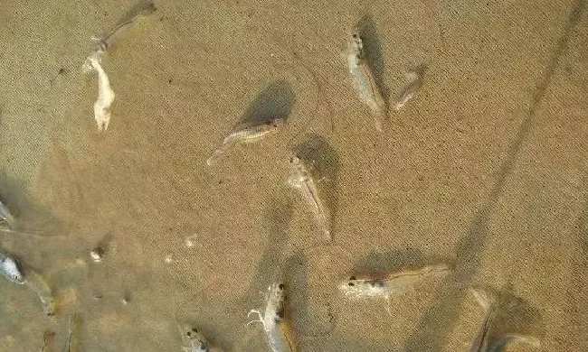 鱼虾死亡的原因及防控方法