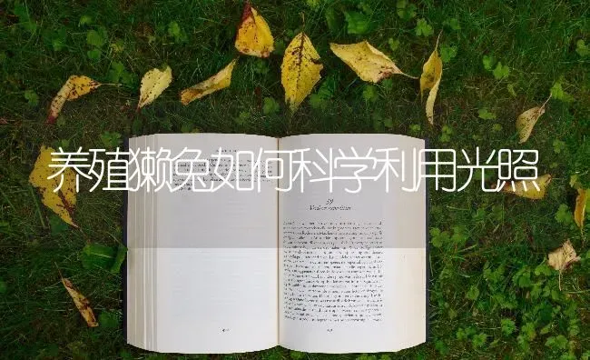 养殖獭兔如何科学利用光照 | 家畜养殖
