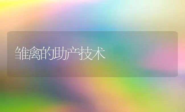 雏禽的助产技术 | 家禽养殖