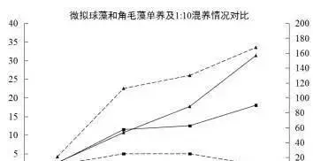 对虾育苗中饵料微藻——牟氏角毛藻、微拟球藻、青岛大扁藻混合培养攻略