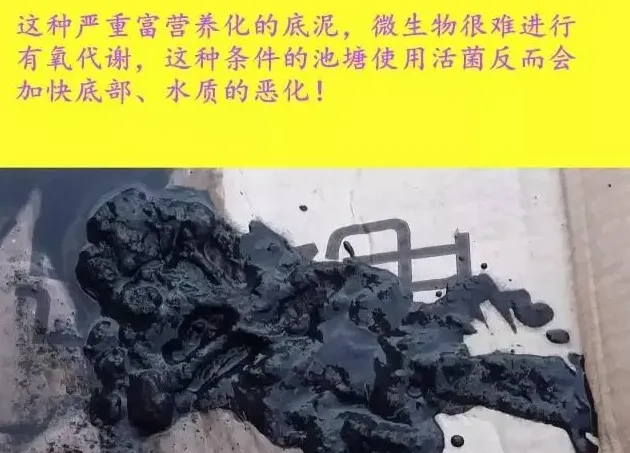 那种南美白对虾养殖模式，成功率肯定高！