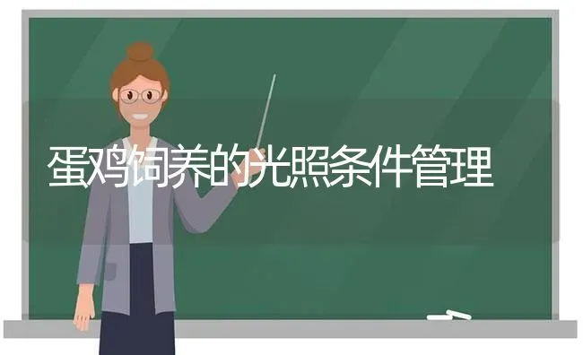 蛋鸡饲养的光照条件管理 | 家禽养殖