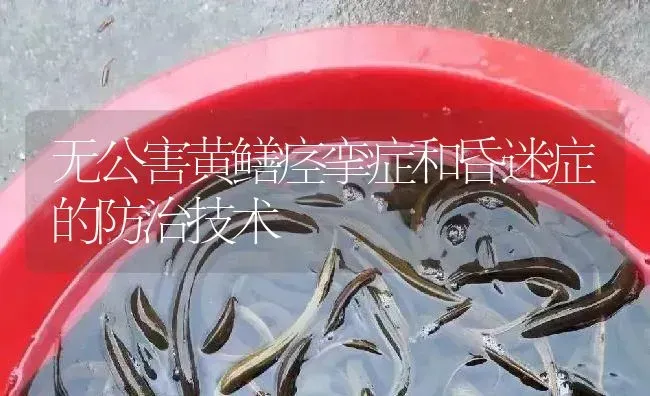 无公害黄鳝痉挛症和昏迷症的防治技术 | 淡水养殖