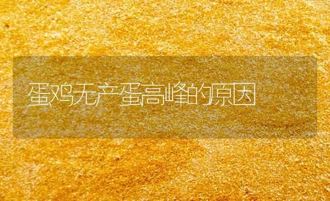 蛋鸡无产蛋高峰的原因 | 家禽养殖
