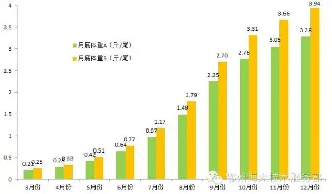 要想产量有所突破，花白鲢养殖户必须掌握的生长特性