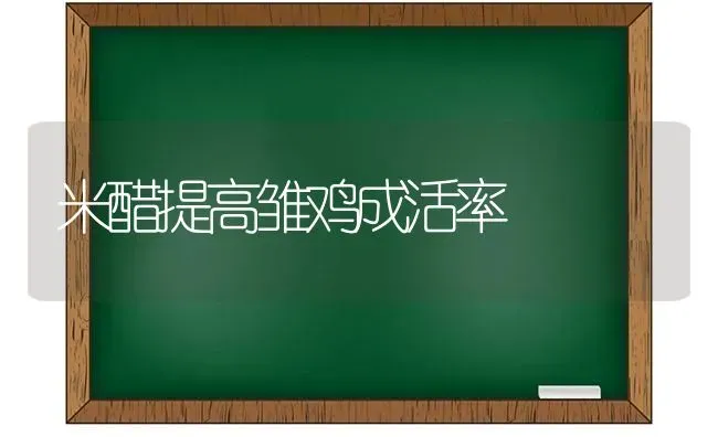 米醋提高雏鸡成活率 | 家禽养殖