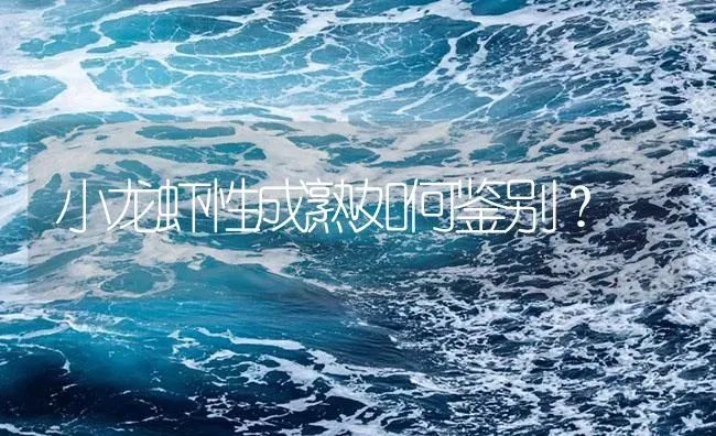 小龙虾性成熟如何鉴别？ | 海水养殖