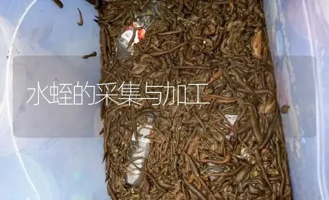 水蛭的采集与加工 | 特种养殖