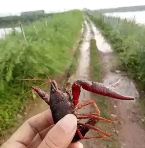 虾蟹池塘水质浑浊水草挂脏的调控案例