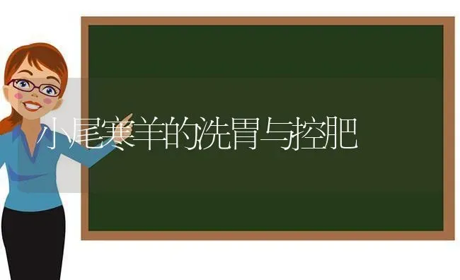 小尾寒羊的洗胃与控肥 | 家畜养殖