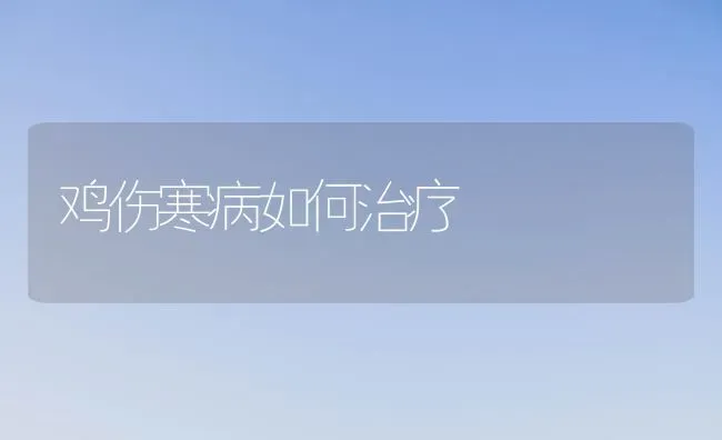 鸡伤寒病如何治疗 | 家禽养殖