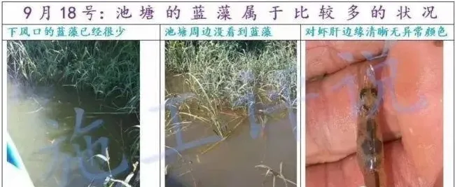 夏日炎炎，又到池塘蓝藻泛滥时，养殖户如何合理预防？