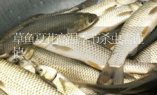 草鱼夏花高温季节杀虫需谨慎 | 淡水养殖