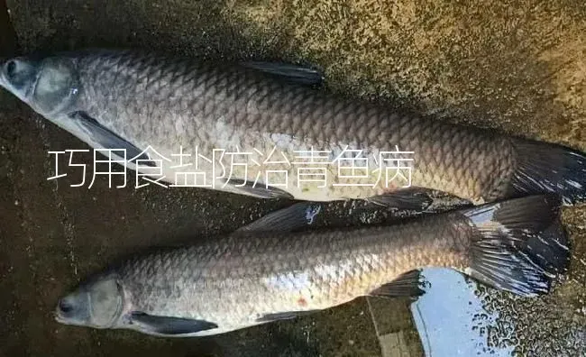 巧用食盐防治青鱼病 | 淡水养殖