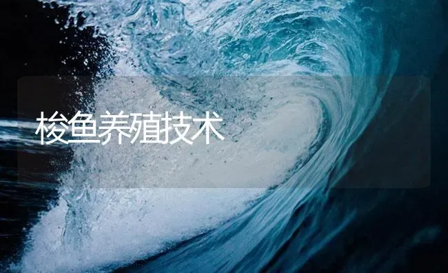 梭鱼养殖技术 | 海水养殖