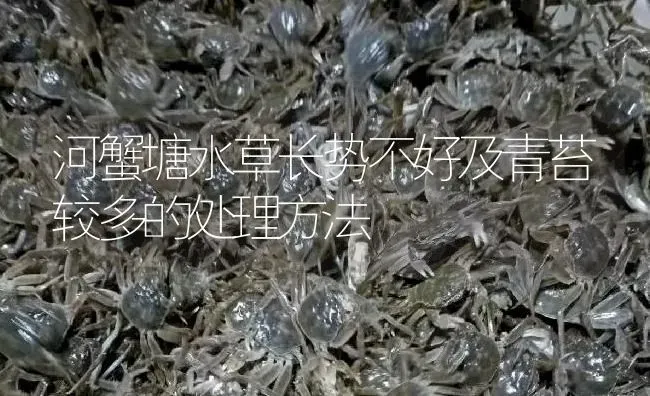 河蟹塘水草长势不好及青苔较多的处理方法 | 淡水养殖