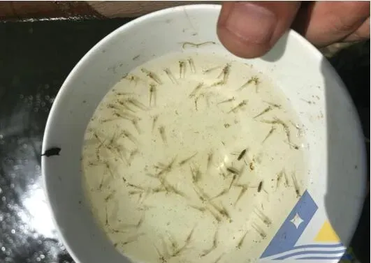 成功处理南美白对虾“蓝苗”