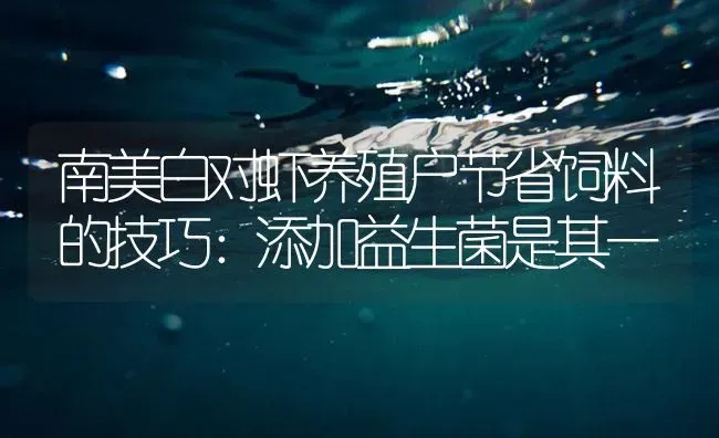 南美白对虾养殖户节省饲料的技巧：添加益生菌是其一 | 海水养殖