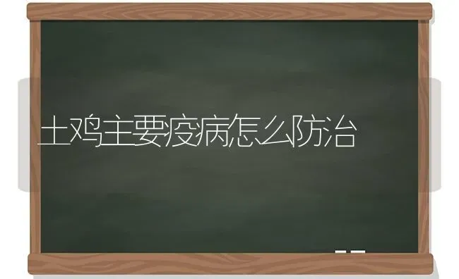 土鸡主要疫病怎么防治 | 家禽养殖