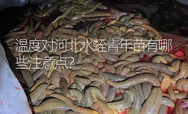 温度对河北水蛭青年苗有哪些注意点？ | 特种养殖