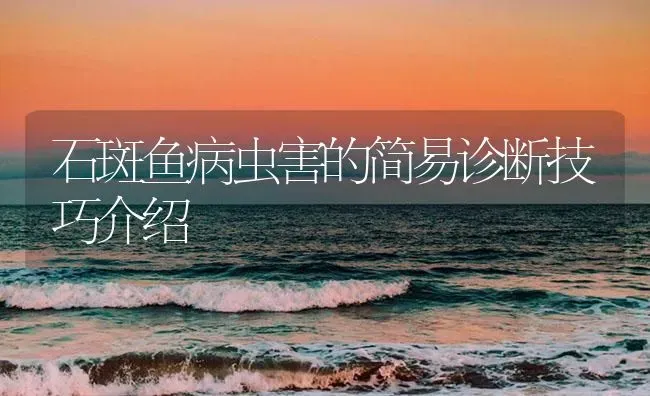 石斑鱼病虫害的简易诊断技巧介绍 | 海水养殖