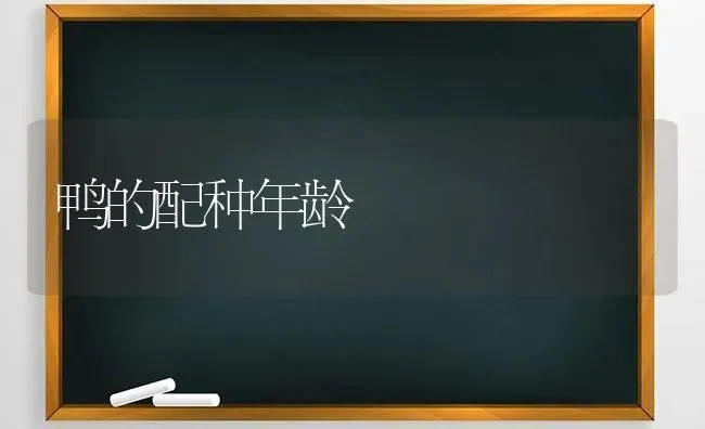 鸭的配种年龄 | 家禽养殖
