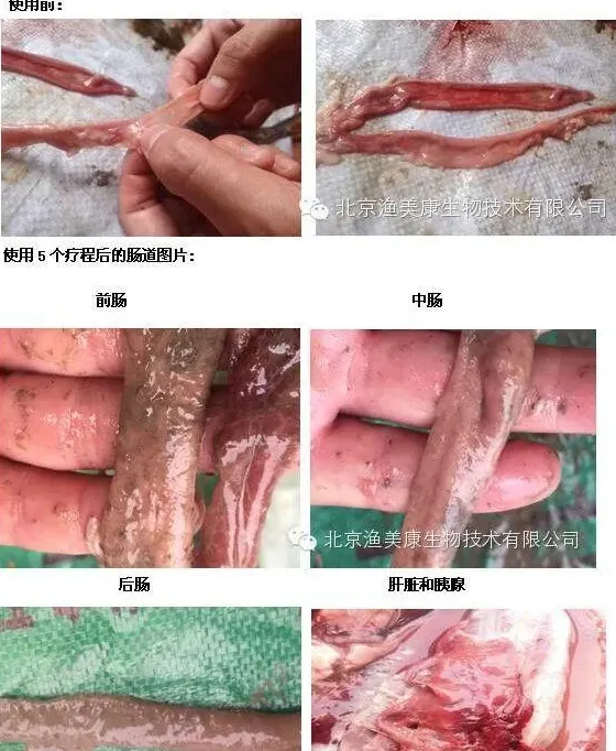 养鱼要想多赚钱，可以通过“以养代防”模式来实现