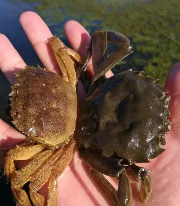 河蟹补钙还有猫腻？听钙先生给你们扒一扒补钙产品中的那点猫腻