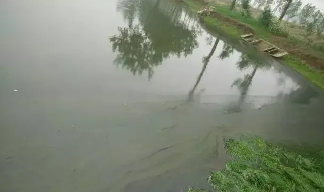 鱼缺氧浮头（暗浮头）几个常见原因和处理方法