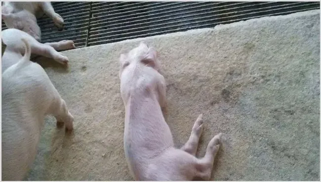 仔猪脱水是什么病及怎么治疗 | 养殖技术
