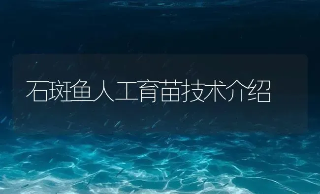 石斑鱼人工育苗技术介绍 | 海水养殖