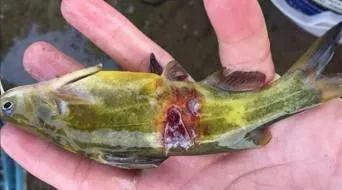 杂交黄颡鱼深冬和初春烂身霉菌感染防治措施