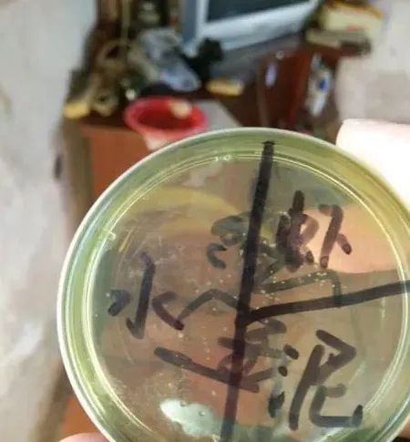 菌克A380治疗弧菌引起的南美白对虾黑斑病一例