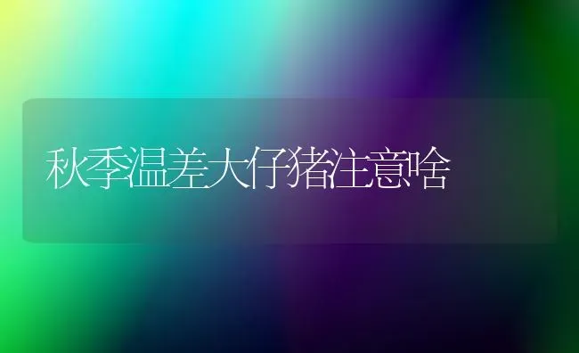 秋季温差大仔猪注意啥 | 家畜养殖