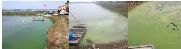 养殖过程中发病了，养殖户如何自己动脑分析池塘的状况？