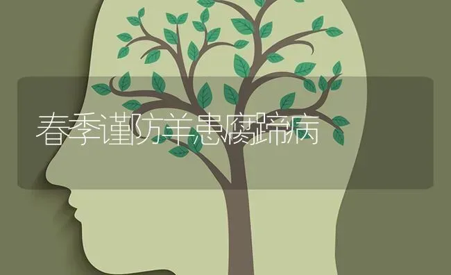 春季谨防羊患腐蹄病 | 家畜养殖