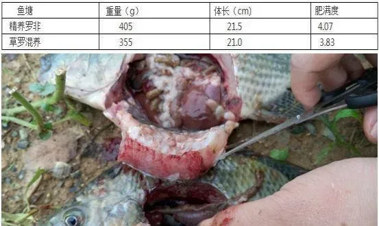 同苗同料养出来的罗非鱼差异显著？合理投喂是关键！