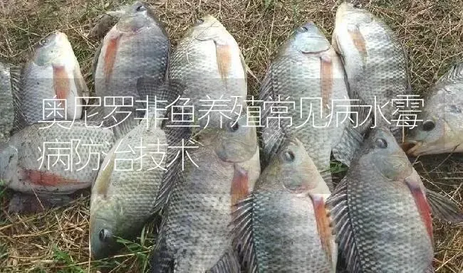 奥尼罗非鱼养殖常见病水霉病防治技术 | 淡水养殖