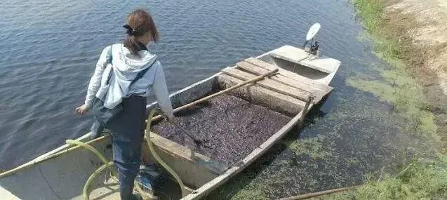 黄金组合处理河蟹塘水质浑浊，水质清爽水草旺