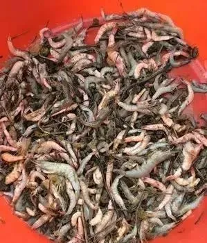 高温季节如何做好南美白对虾疾病的预防工作