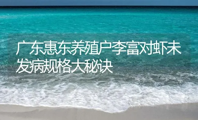 广东惠东养殖户李富对虾未发病规格大秘诀 | 海水养殖