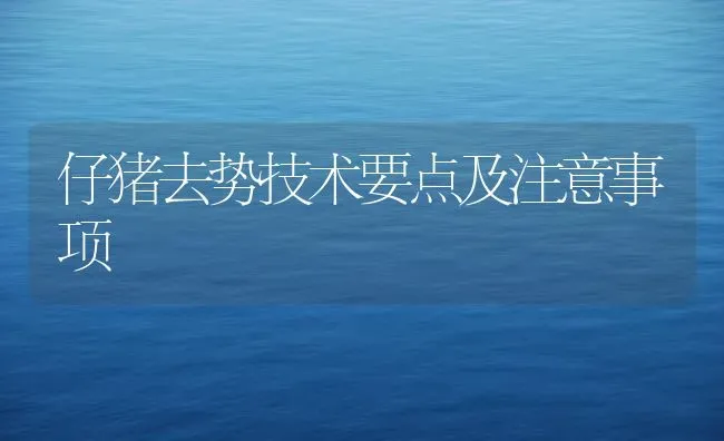 仔猪去势技术要点及注意事项 | 家畜养殖