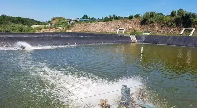 高温期南美白对虾塘浓绿水该怎么调？