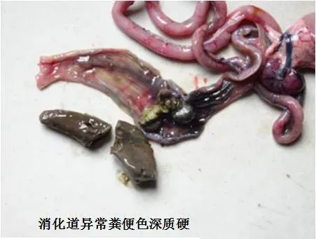 甲鱼养殖户开塘喂料了，消化健康好重要