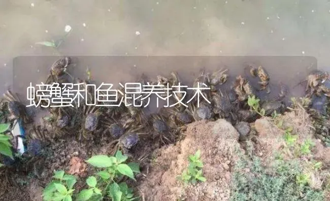 螃蟹和鱼混养技术 | 淡水养殖